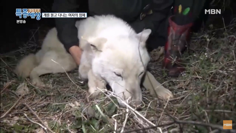 당신이 버린 강아지는 어떻게 되었을까 | 인스티즈