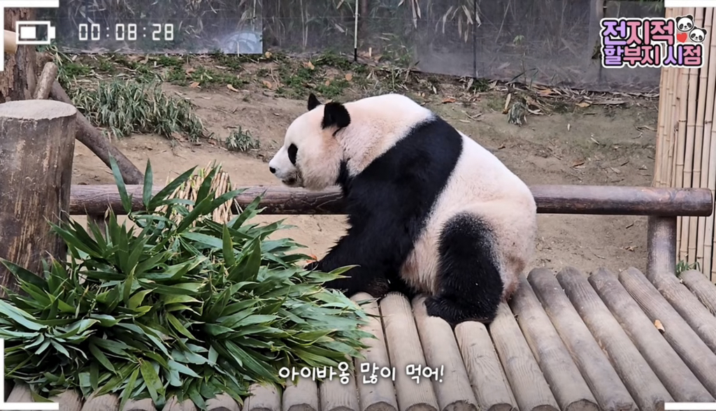 🐼 아이바오 늙었다는 얘기들은 강바오님 반응 | 인스티즈
