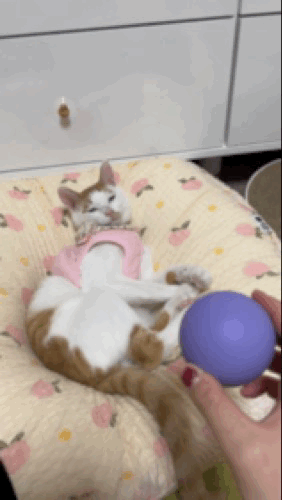 고양이 코 파는 동영상 | 인스티즈