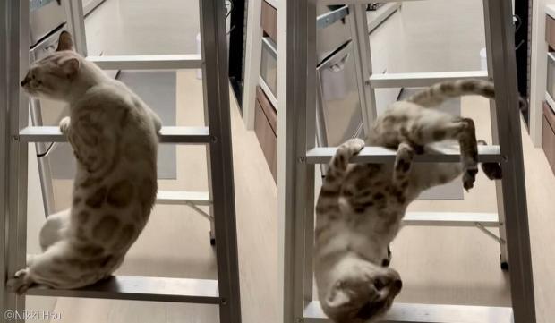 고양이가 걱정되어 동물병원에 데려갔는데, 운동신경이 없단다 | 인스티즈