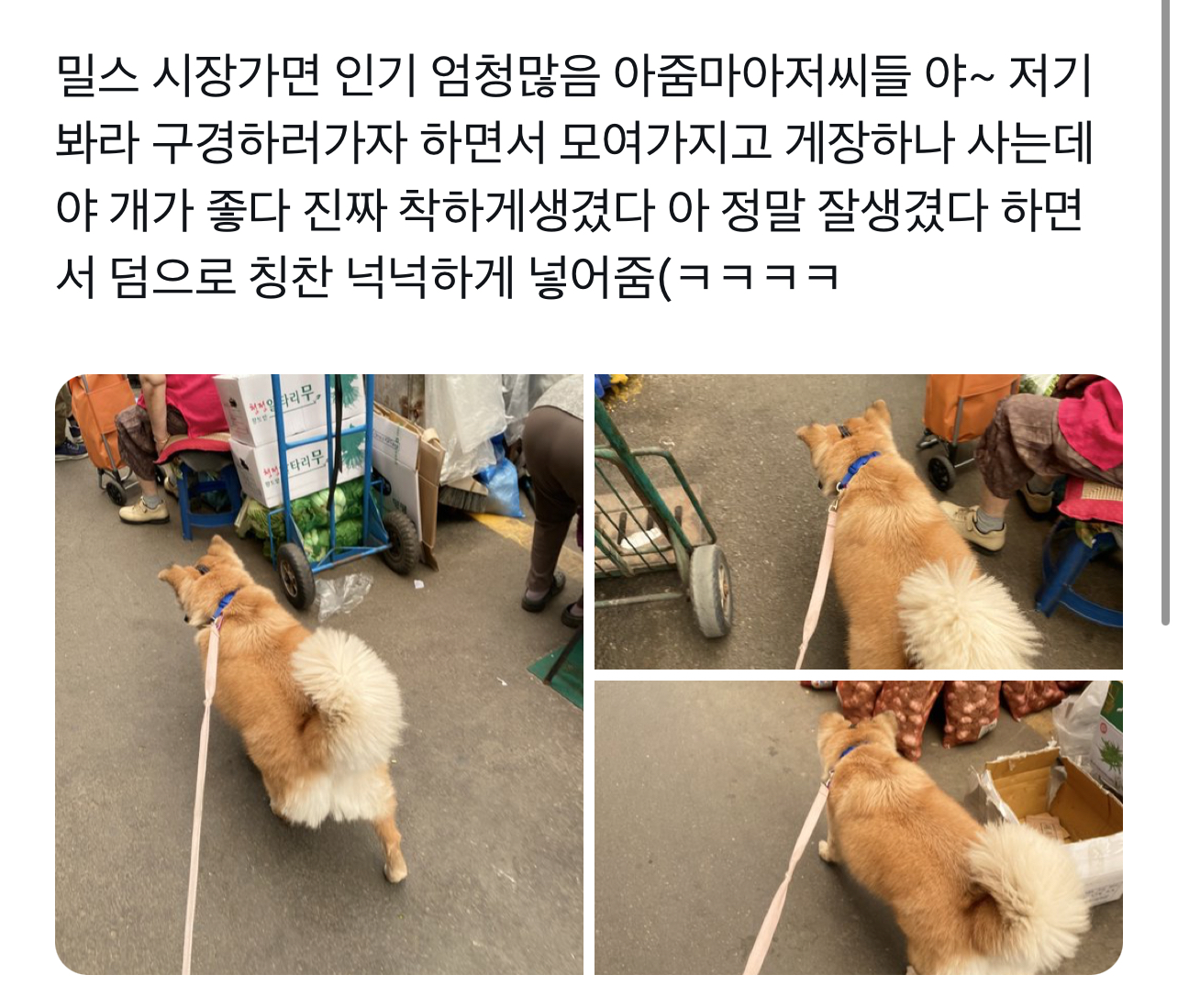 요즘 트위터에서 핫한 강아지 | 인스티즈