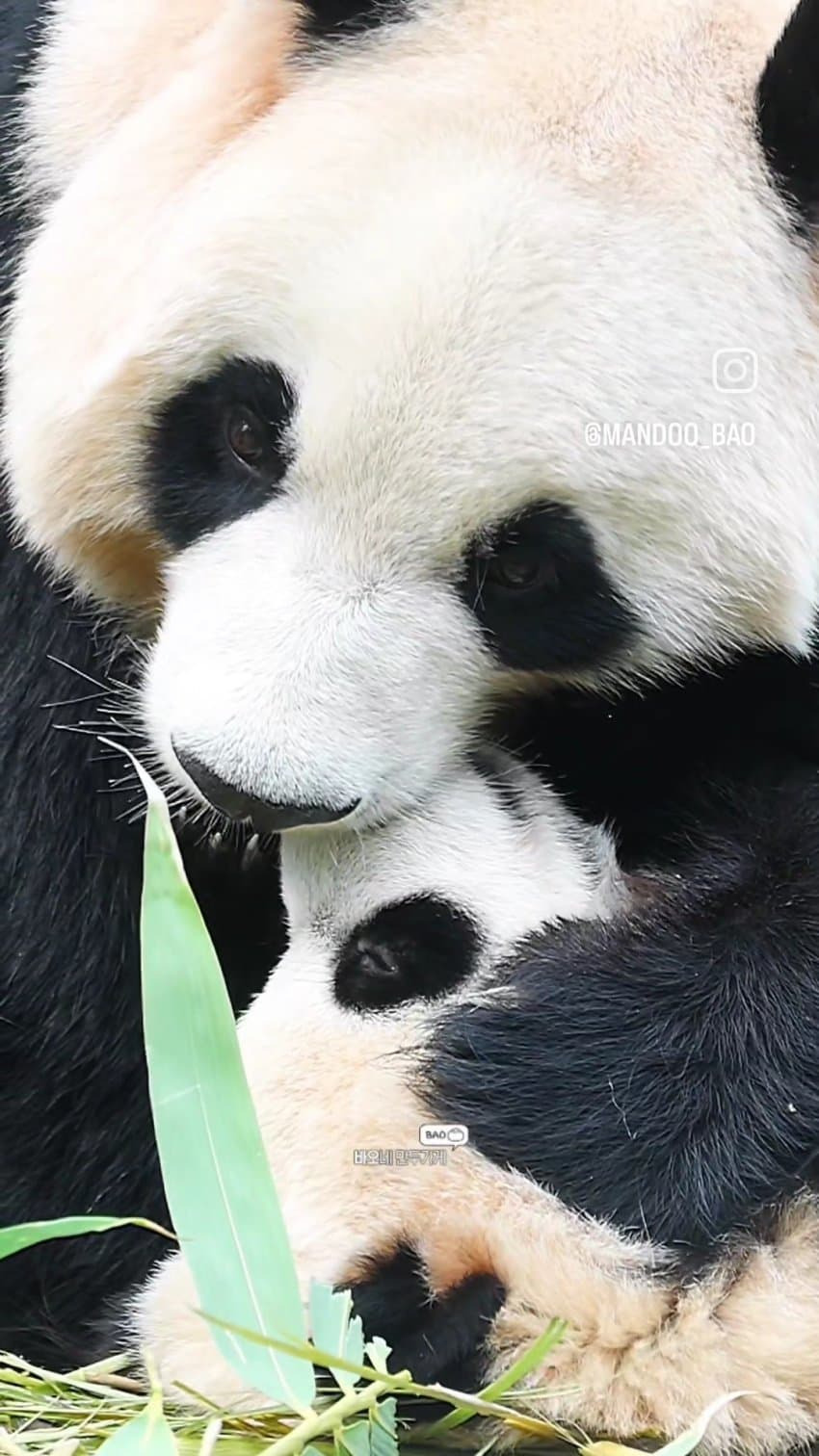 엄마랑 할부지한테 안기면 코부터 가리는 후이바오🐼 | 인스티즈