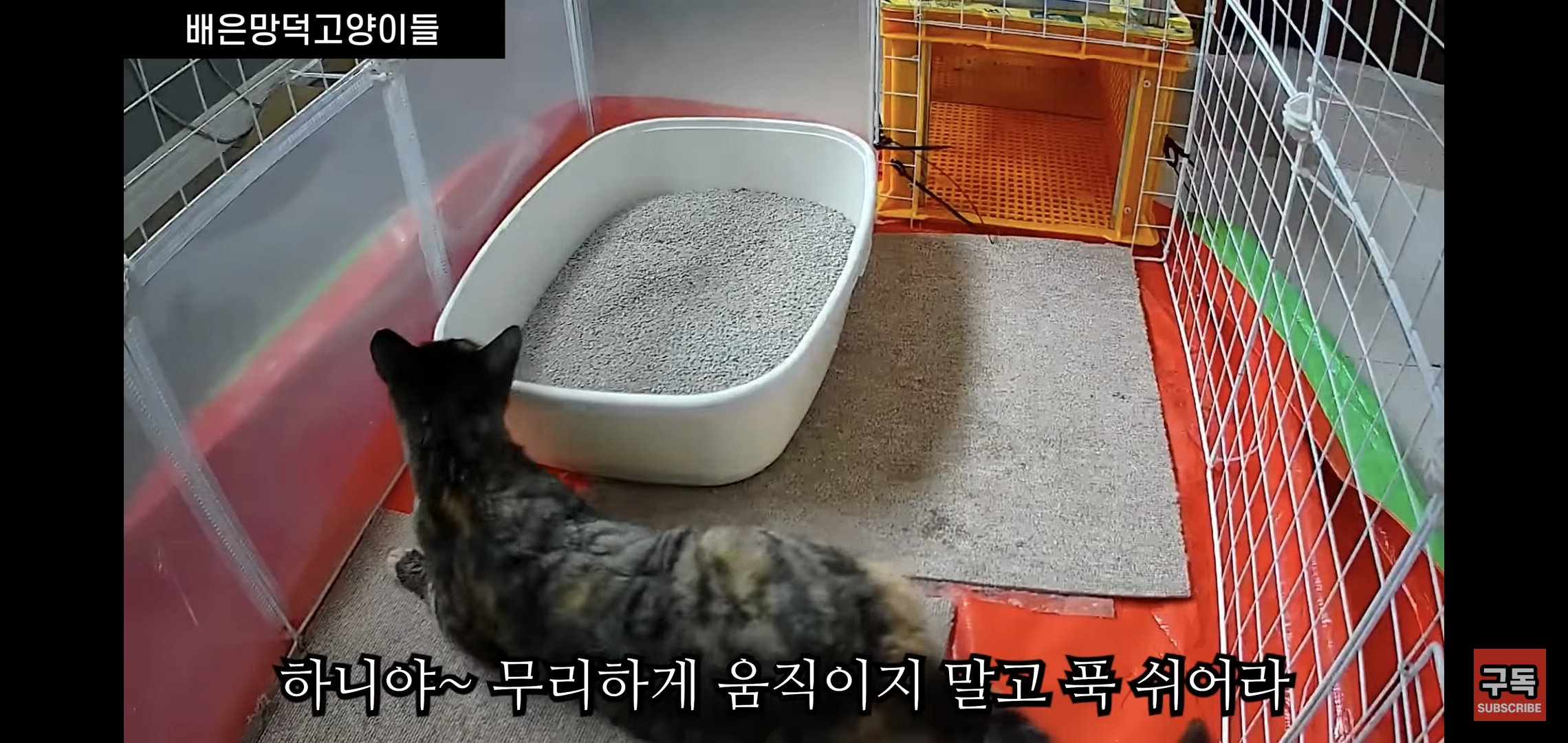 집 마당에 고양이가 나타나는 족족 다 잡아버리는 유튜버..jpg | 인스티즈