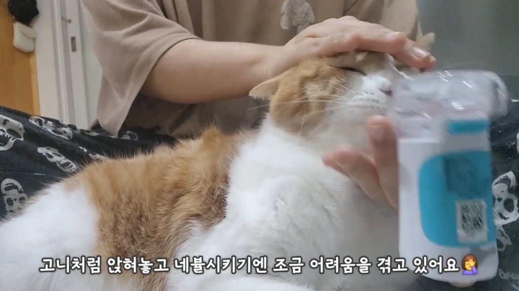 22똥괭이네) 화나서 세모눈된 고양이 😾 | 인스티즈