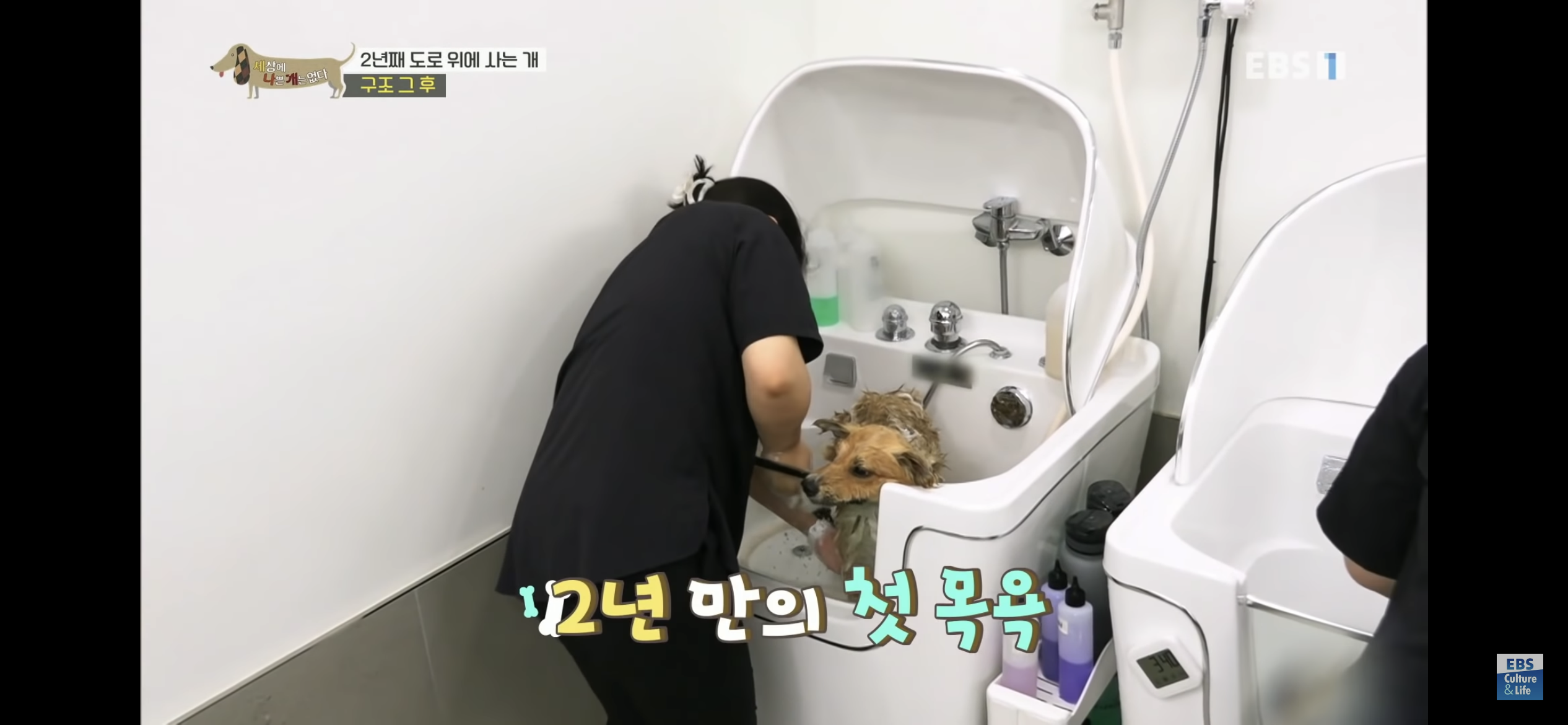 2년동안 도로 위에서 위험하게 생활했던 유기견 마루 | 인스티즈