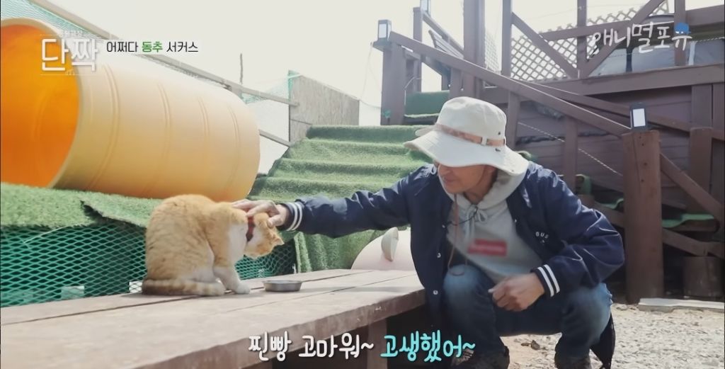 겁나 재밌게 사는 할아버지와 냥댕이들ㅋㅋㅋ.gif | 인스티즈