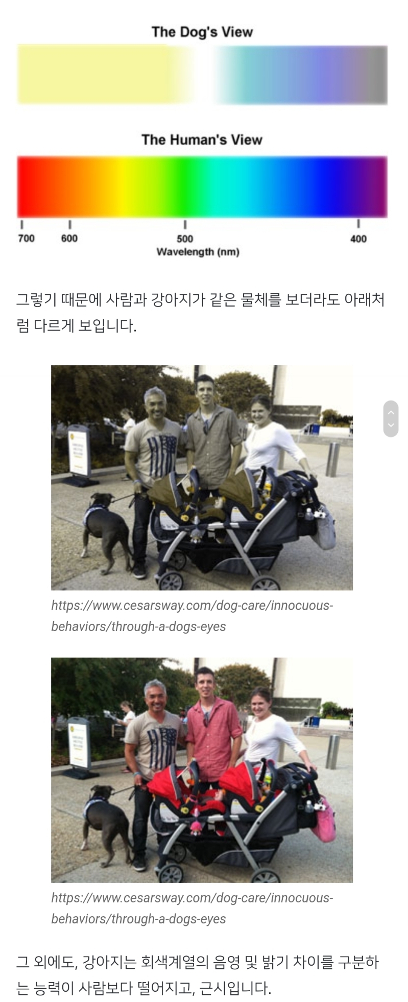 강아지는 진짜 색맹일까?🐶.jpg | 인스티즈