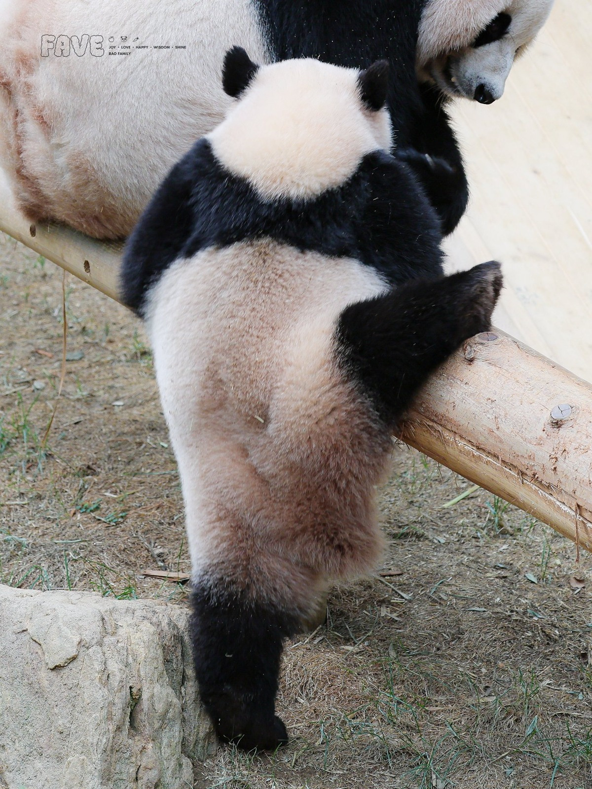 감자다리 후이바오🐼 | 인스티즈