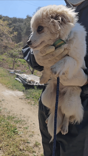 입양홍보) 사랑을 알고싶은 가나디🐶 | 인스티즈