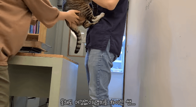 수의사한테 명치킥 날리는 고양이.gif | 인스티즈