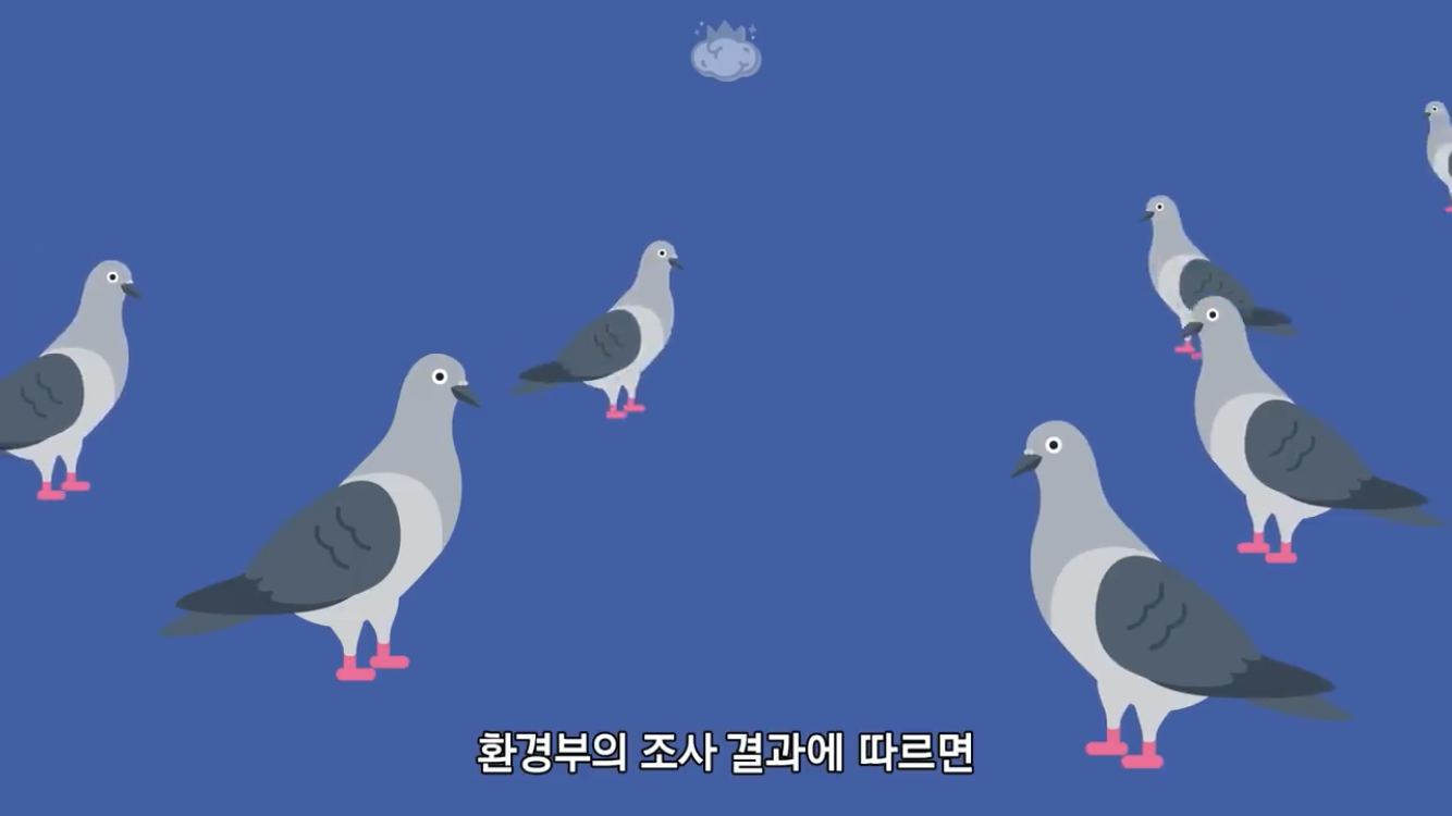 거리에 비둘기가 이렇게 많은데 왜 새끼 비둘기는 안 보일까? | 인스티즈