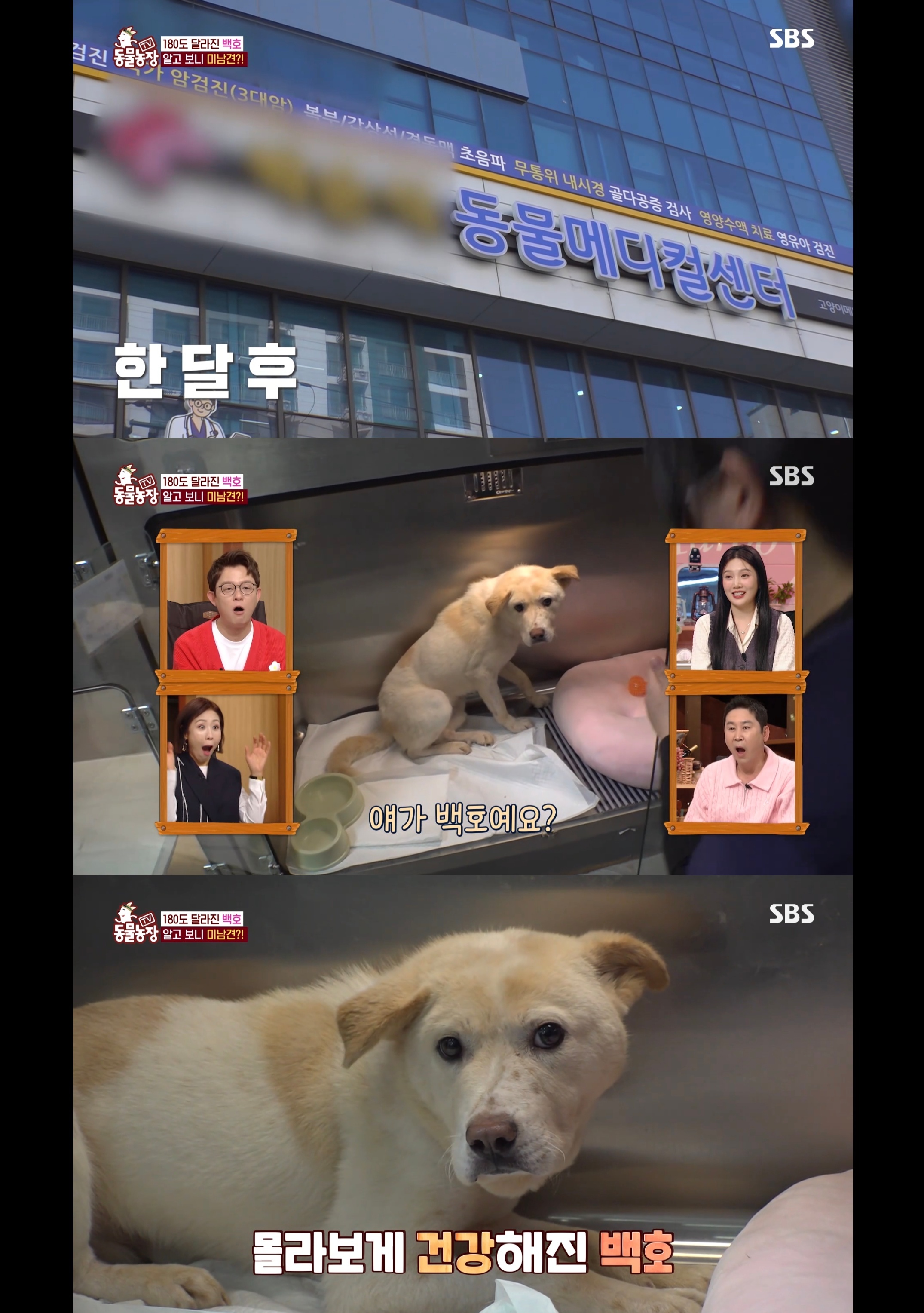 개가 너무 똑똑해서 역대급으로 구조 힘들었던 이번주 동물농장 방송.jpg | 인스티즈