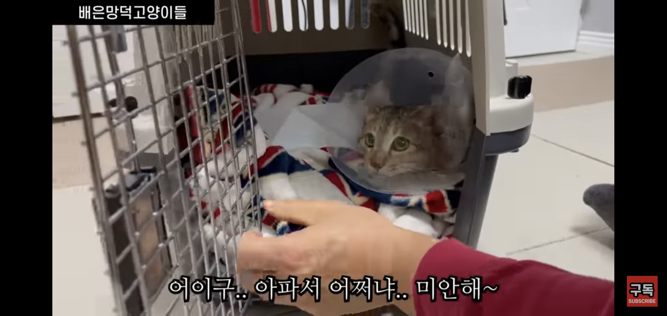 집 마당에 고양이가 나타나는 족족 다 잡아버리는 유튜버..jpg | 인스티즈