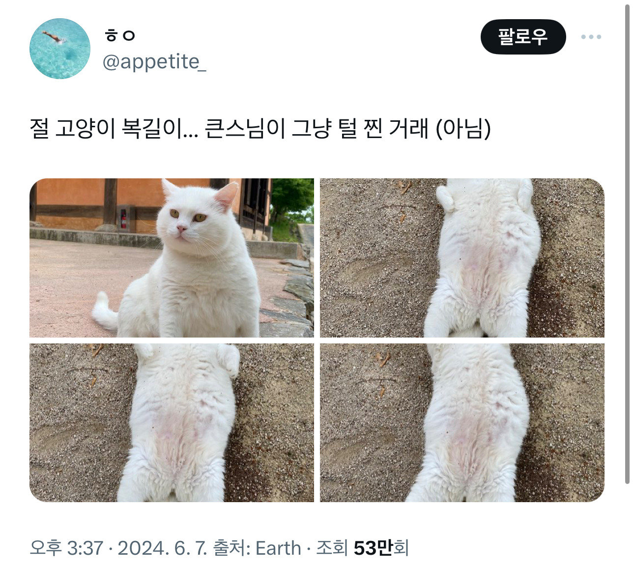 절 고양이 복길이 | 인스티즈