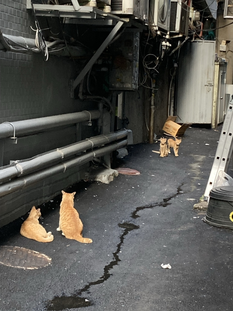 길 가다 찍은 동물 칭구칭구들 사진 자랑하는 달글🐈🦮🐜🐝🐥 | 인스티즈