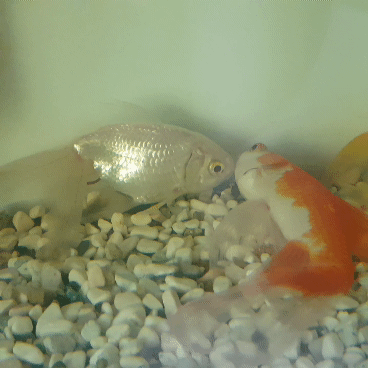 엄마집 금붕어들 보고가라 (이게 사랑이 아니면..) | 인스티즈