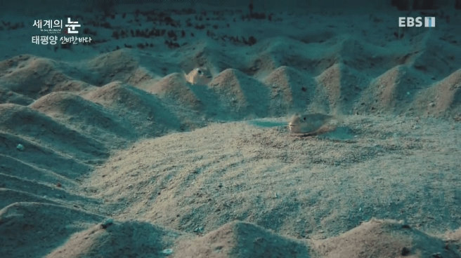 정말 흥미로운 과학자들이 12년만에 밝혀낸 바다속 신비한 문양의 비밀.jpgif | 인스티즈