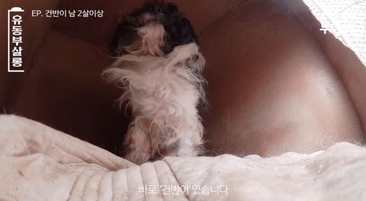 강쥐 건반이의 미용 전/후.jpg | 인스티즈