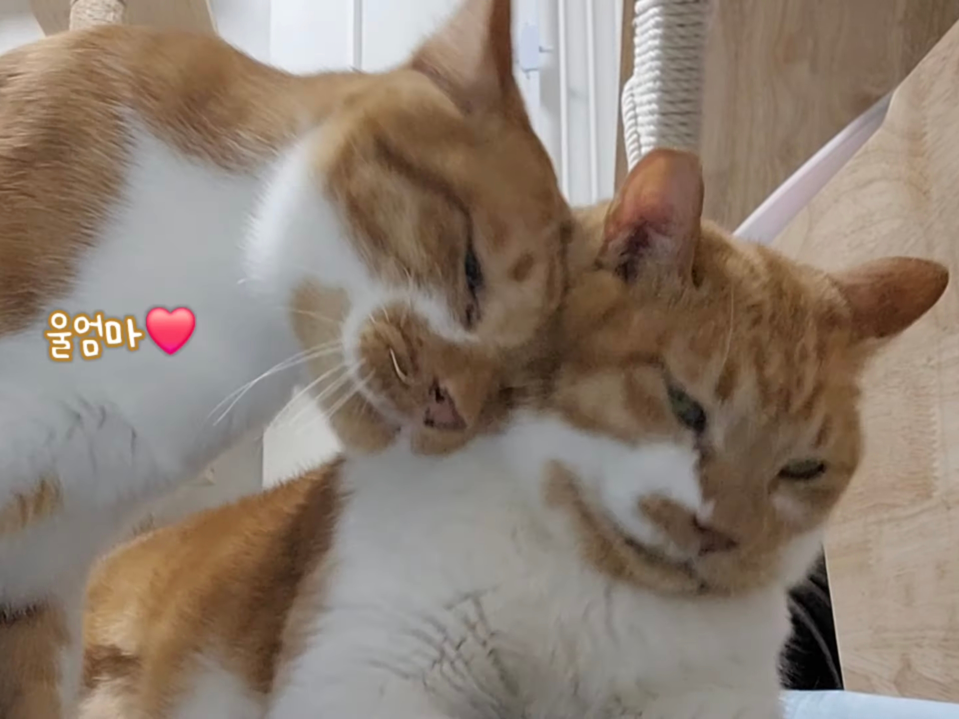 자기 아들 주려고 남의 딸 노는 거 뺏는 엄마;; | 인스티즈