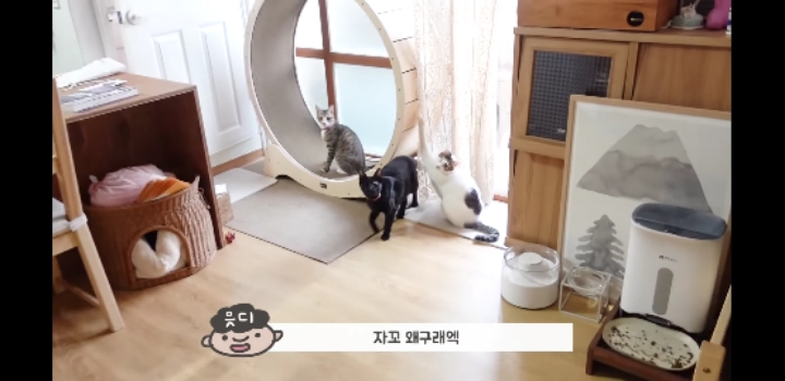 우리 고양이가 이상해요 ;;;;;;;;;; | 인스티즈