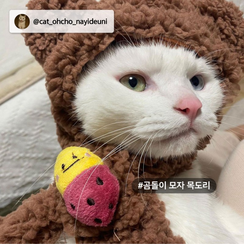 심각하게 귀여운 다이소 신상 모자목도리 | 인스티즈