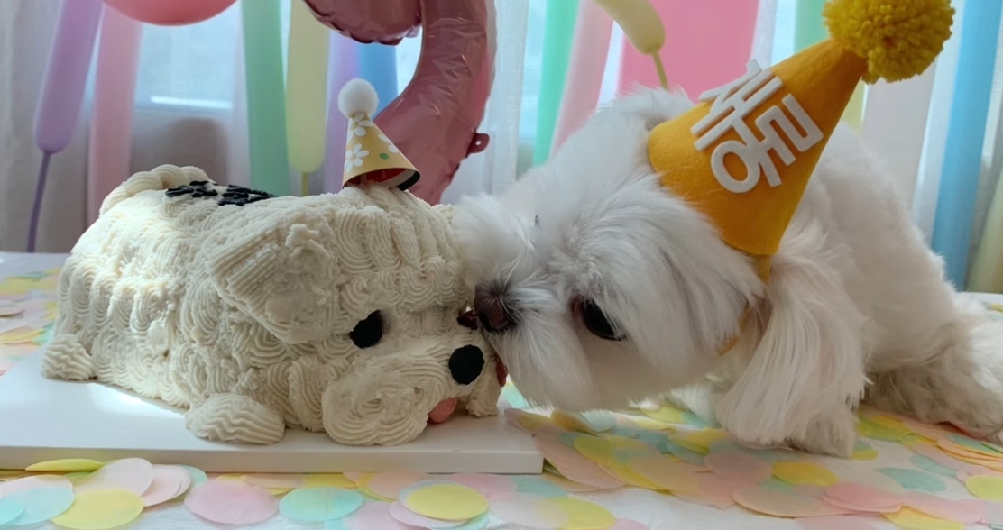 생일이 뭔진 모르겠지만 아무튼 신난 재롱이 | 인스티즈