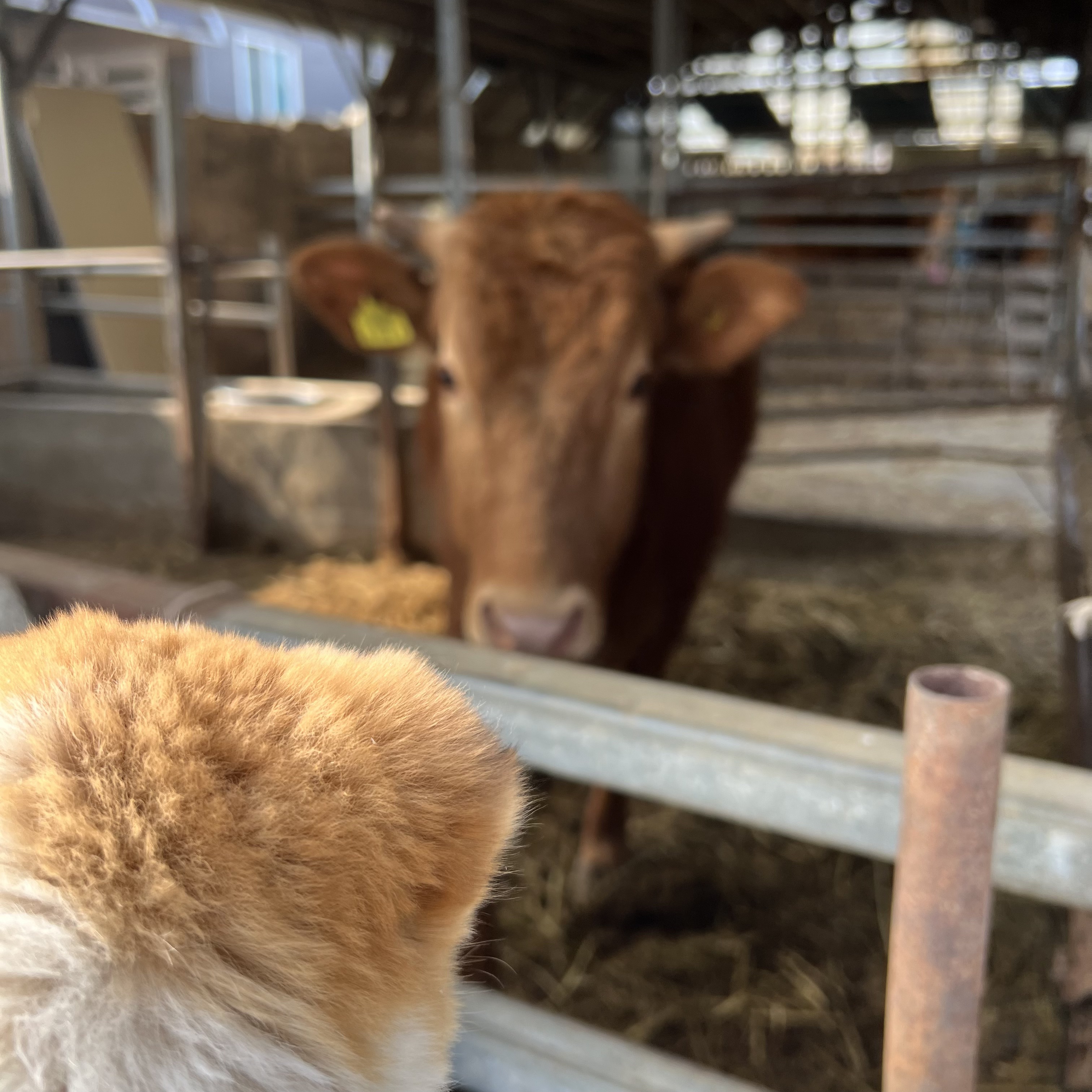 할머니집 시골개 산책시켜주고 왓다내요 | 인스티즈