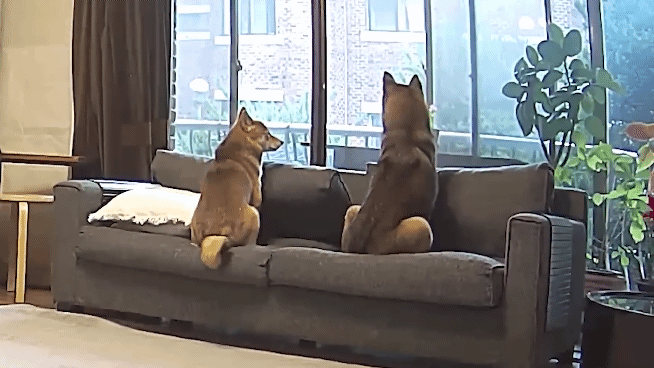 집에 강아지들끼리만 남겨졌을때 | 인스티즈