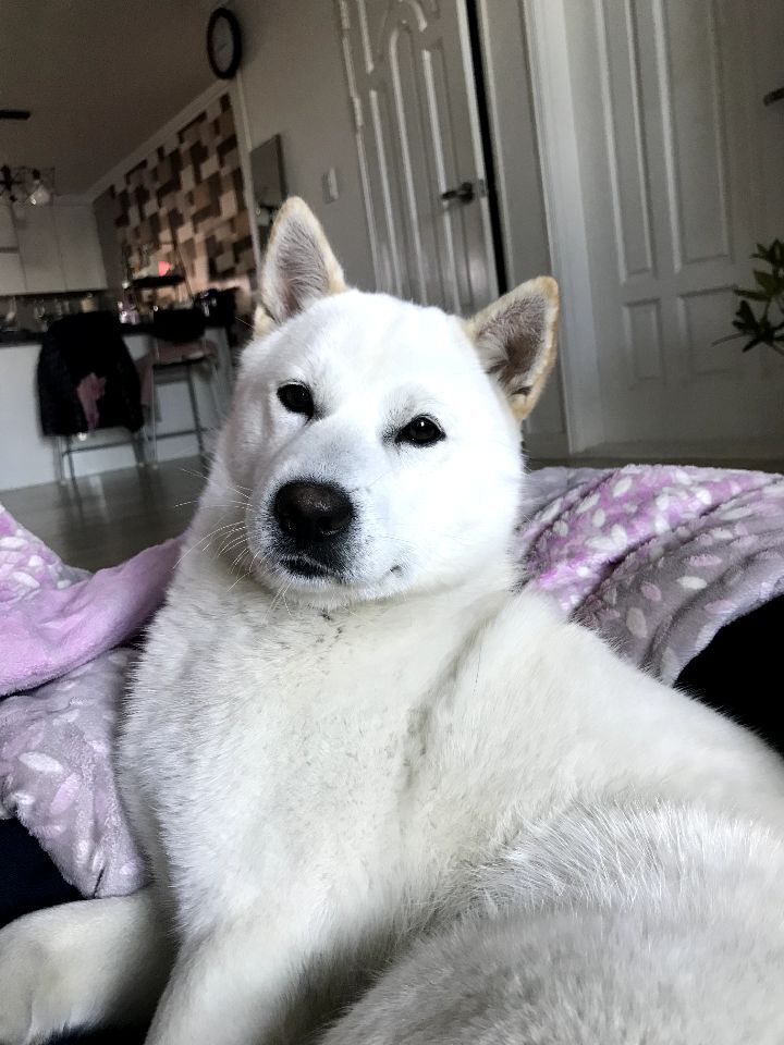 우리집 개 자는거 보실분? | 인스티즈