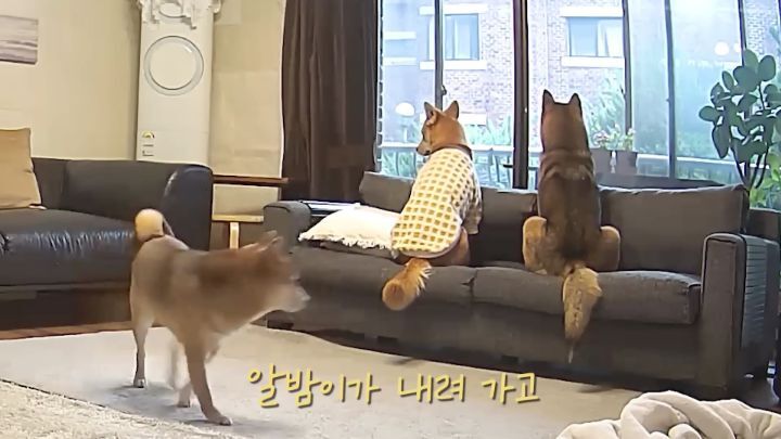 집에 강아지들끼리만 남겨졌을때 | 인스티즈