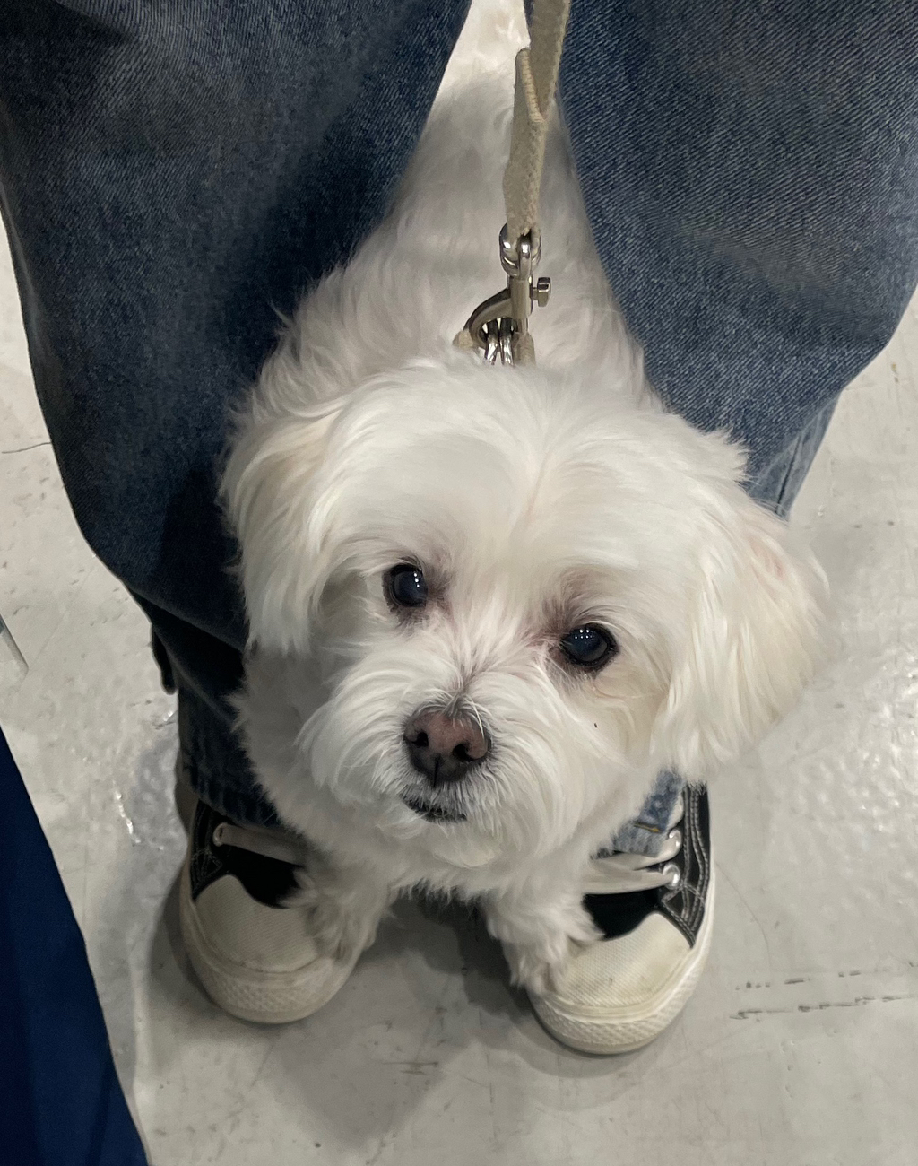 우리집개 찐따 그 잡채 | 인스티즈