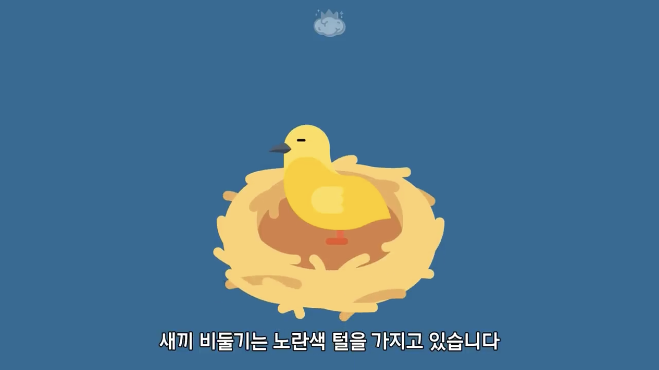 거리에 비둘기가 이렇게 많은데 왜 새끼 비둘기는 안 보일까? | 인스티즈