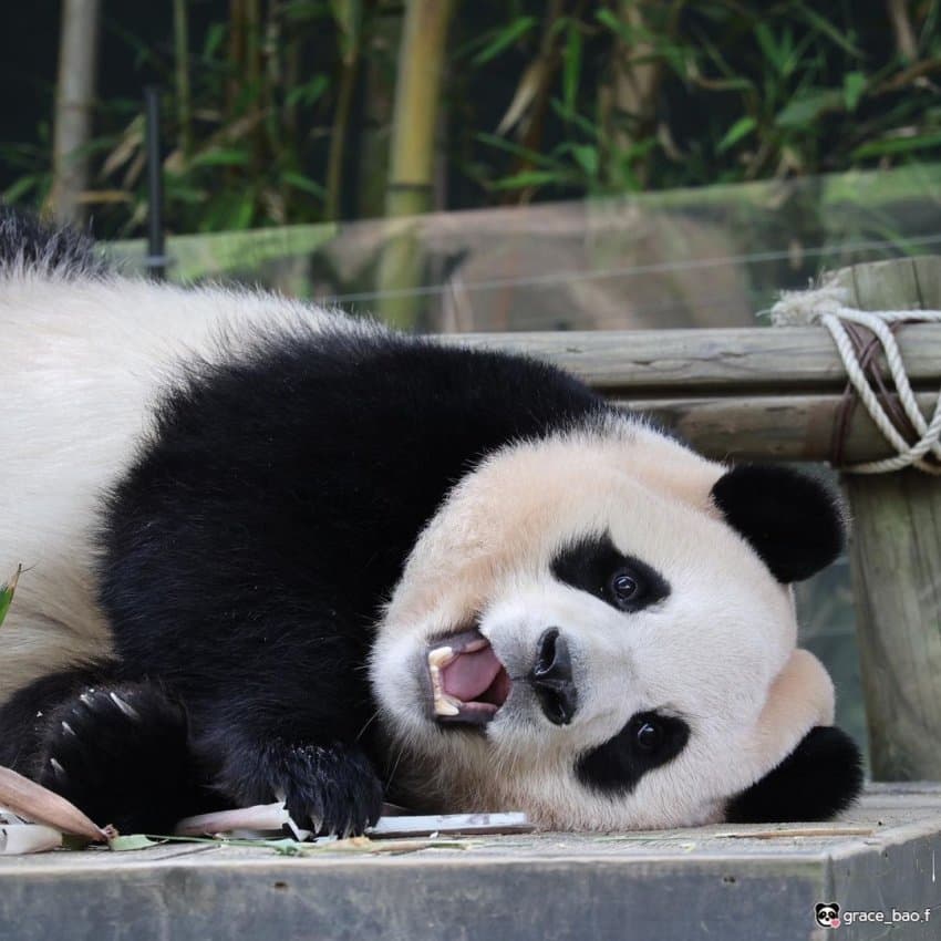 푸바오 얼굴 찌부 짤 모음 🥴 | 인스티즈