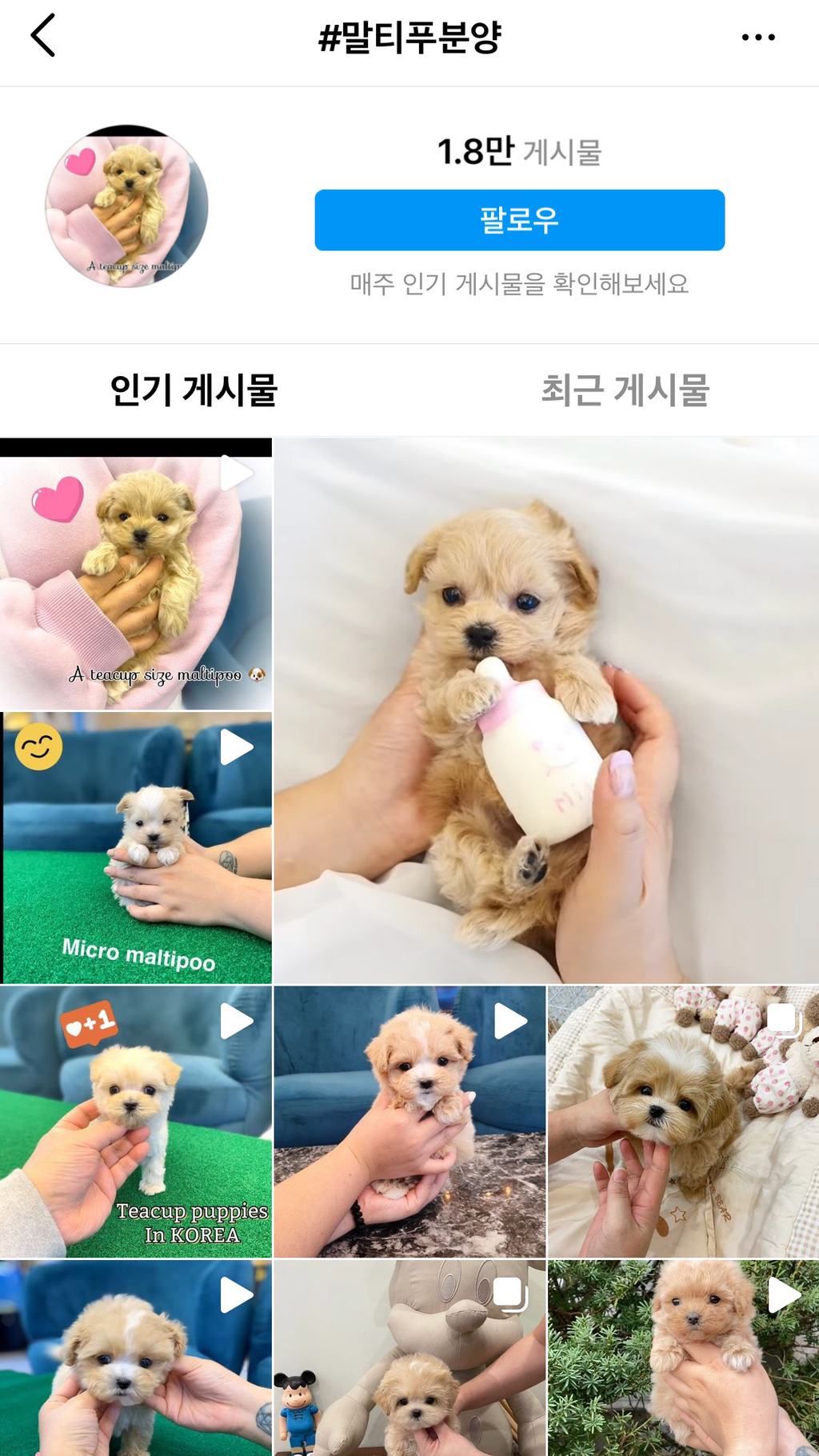 요즘 인기 많은 말티푸, 말티슈 하이브리드 강아지들 만드는 실제 방법...jpg | 인스티즈