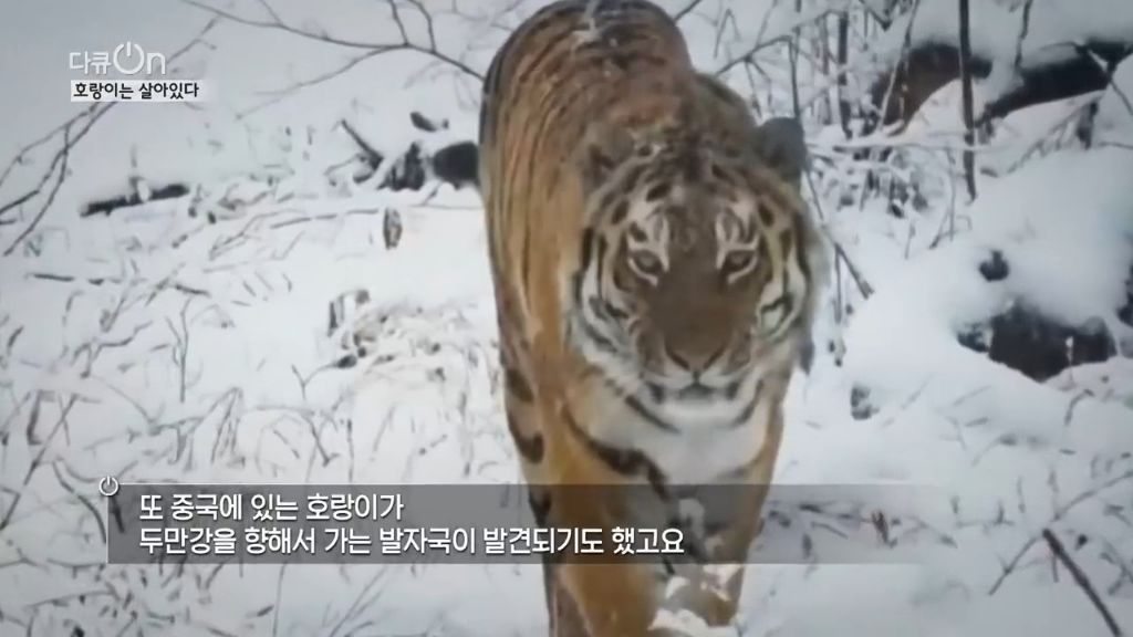 '절멸'의 '한국 호랑이'. 🐅 그 100년간의 이야기. -마지막- | 인스티즈