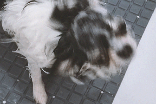 시원해보이는 강아지 세안.gif | 인스티즈