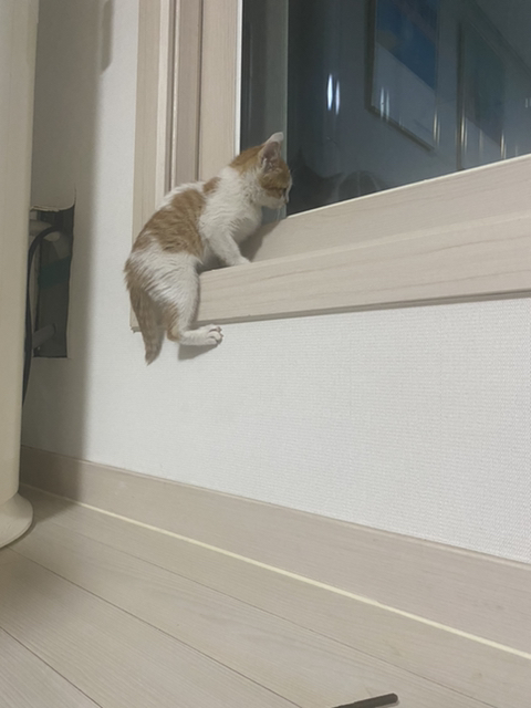 냥줍한지 한달 된 우리 고양이 보고가~!~! | 인스티즈