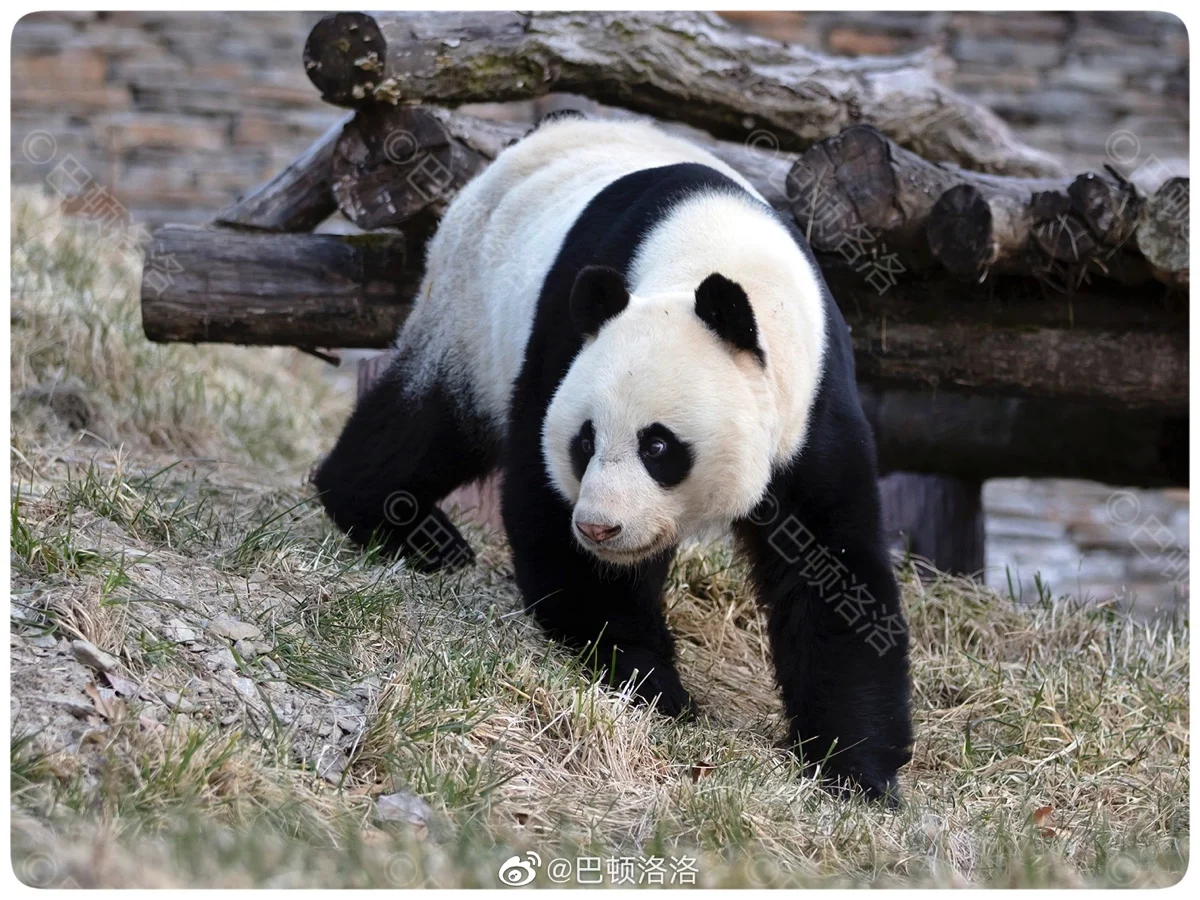 🐼 아이바오네 남판다들 🐼 | 인스티즈