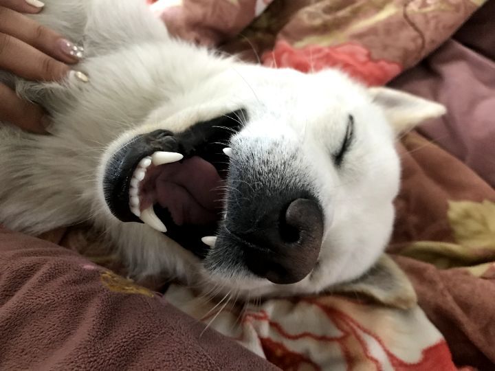 우리집 개 자는거 보실분? | 인스티즈