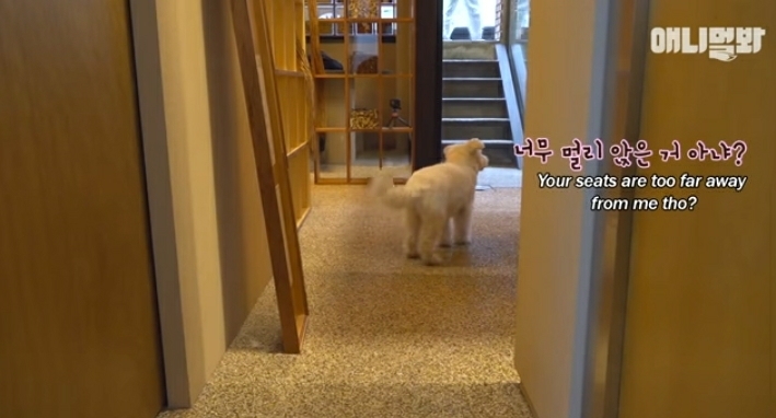 수줍음이 많은 강아지가 사람을 좋아하는 법 | 인스티즈