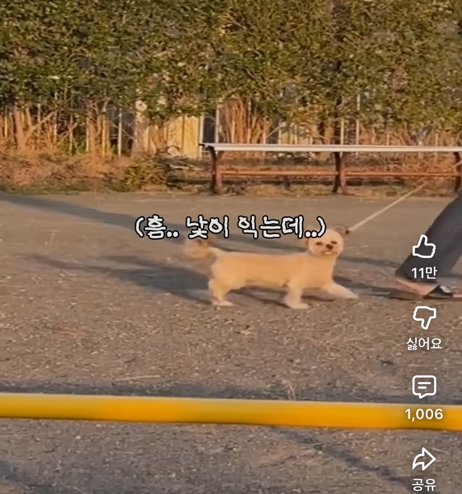 입양 간 강아지가 1년만에 임보자를 알아볼까? | 인스티즈