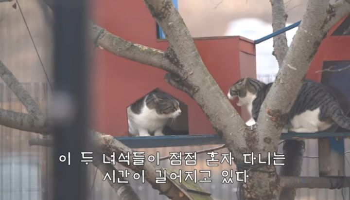 도도와 야통이도 더이상 못볼뻔했다(하하하 hahaha) | 인스티즈
