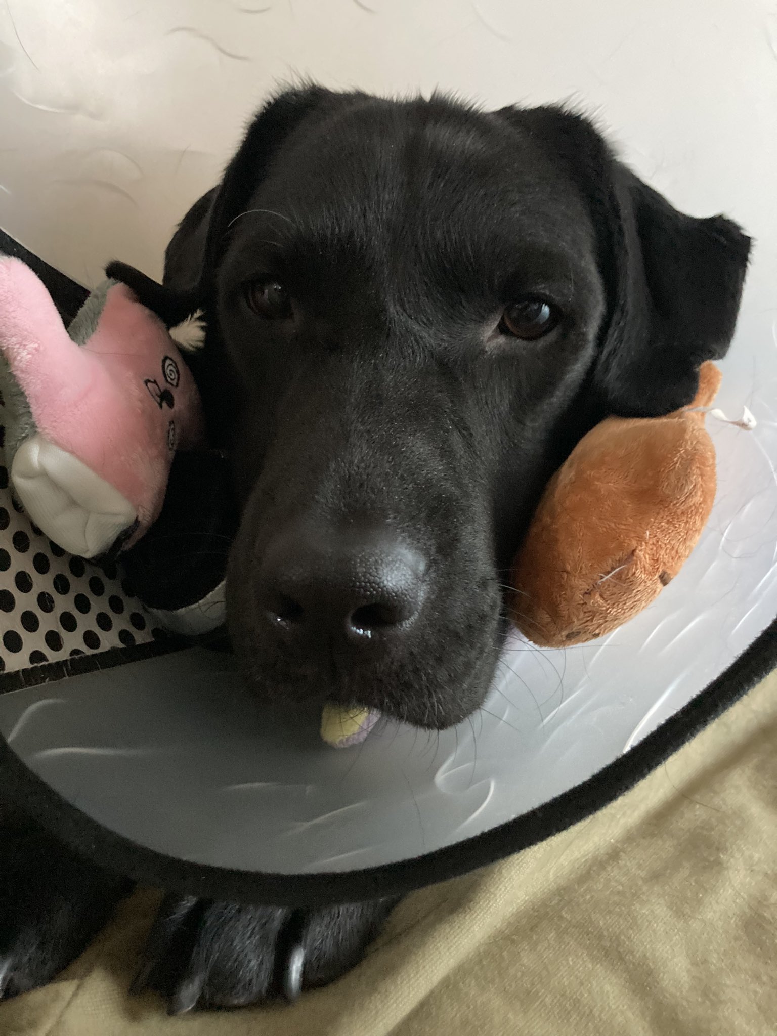 순수하게 동물을 좋아하지만 잘 모르는 사람들.twt | 인스티즈