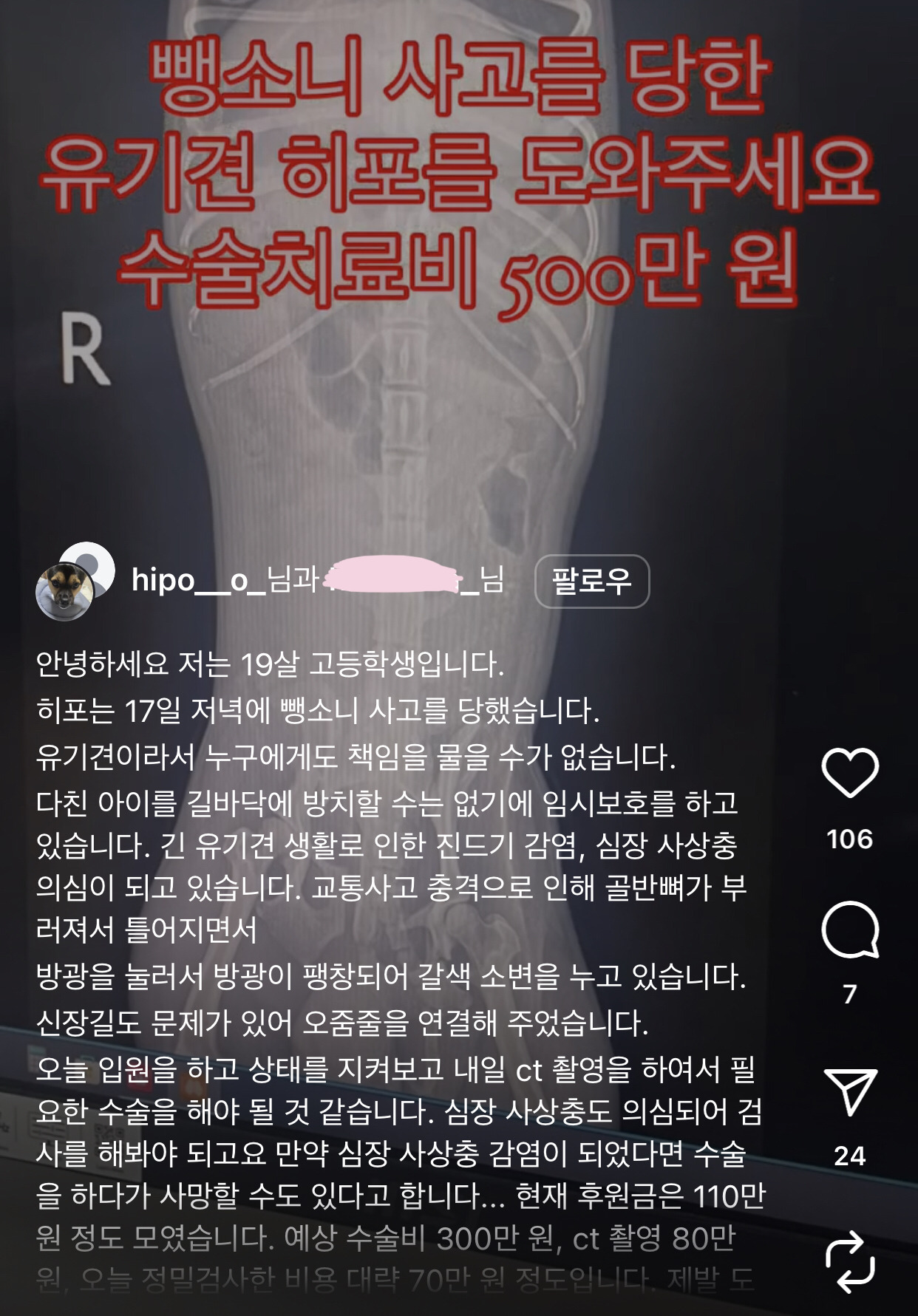 어느 고등학생 눈에 띈 교통사고 당한 유기견 근황 | 인스티즈