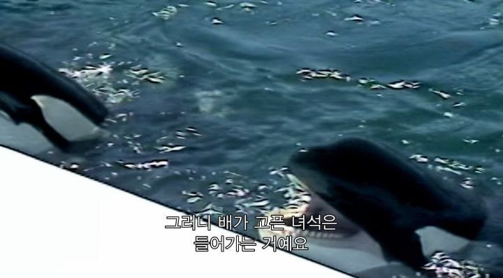 어느날 소방서에 고래가 조련사를 잡아 먹었다는 신고가 들어왔다 .jpg (스압주의) | 인스티즈