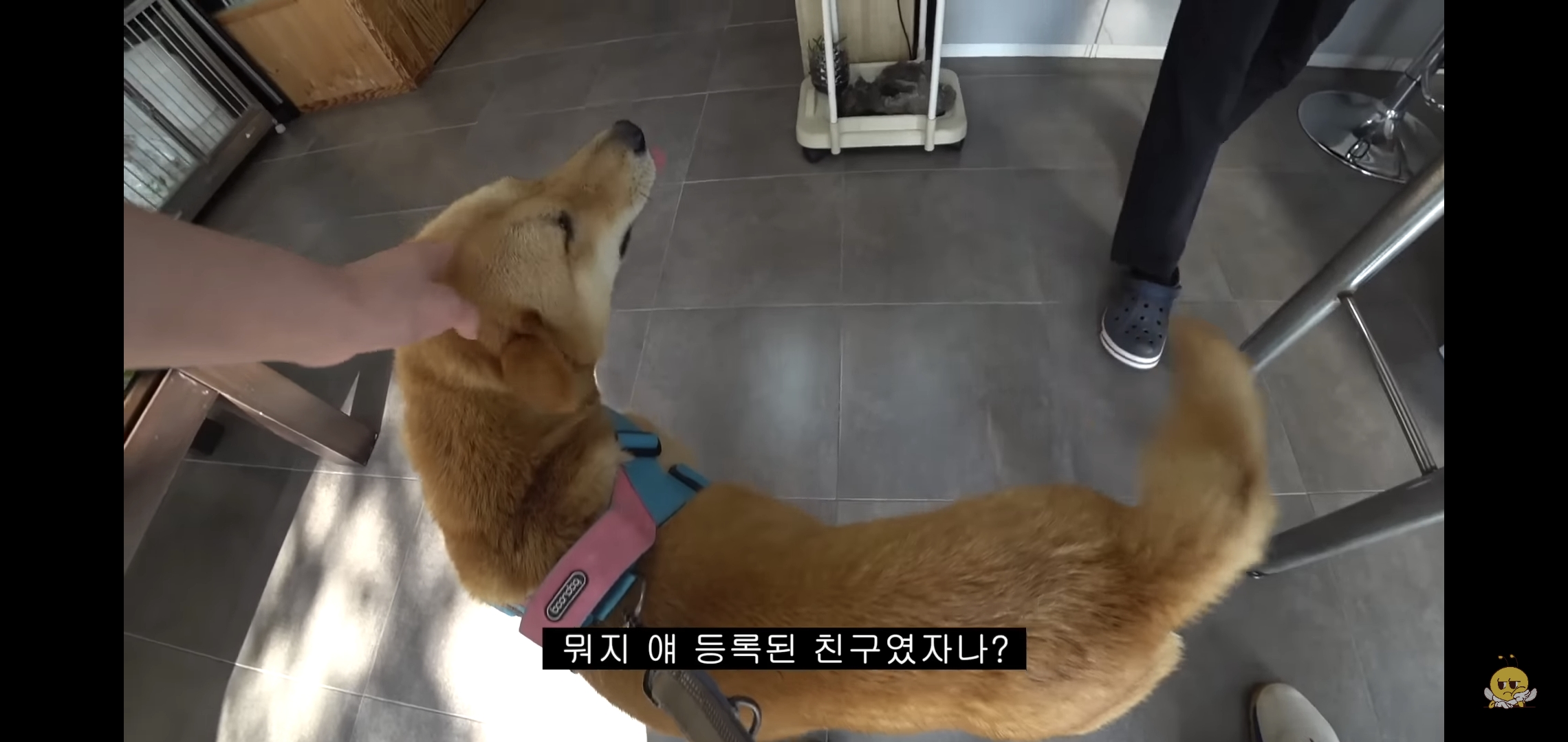 갑자기 유튜버 집에 들어온 떠돌이개가 알고보니 부잣집 도련님이었음.jpg | 인스티즈