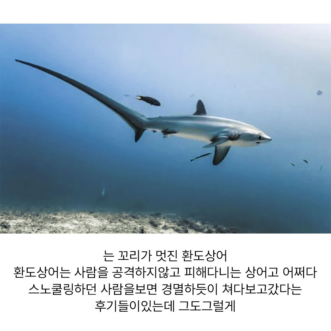 사람을 경멸하듯 쳐다보고 간다는 상어.jpg | 인스티즈