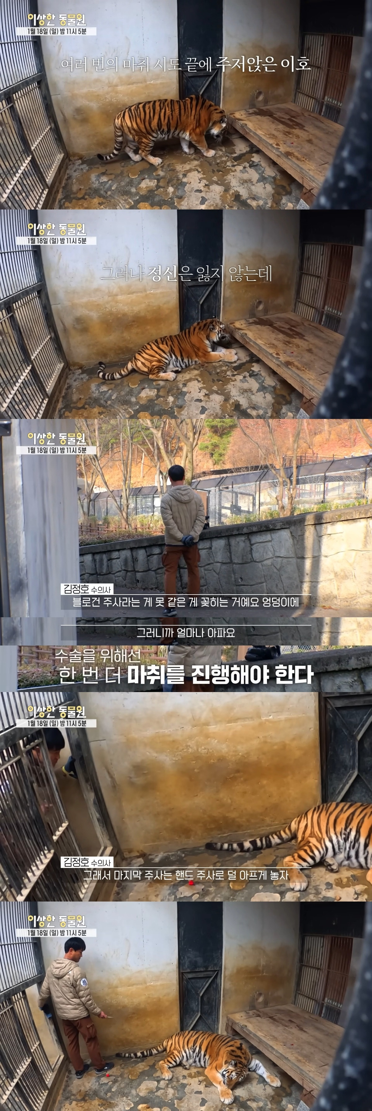 호랑이 내성 발톱 치료를 위해 목숨까지 거는 수의사 | 인스티즈