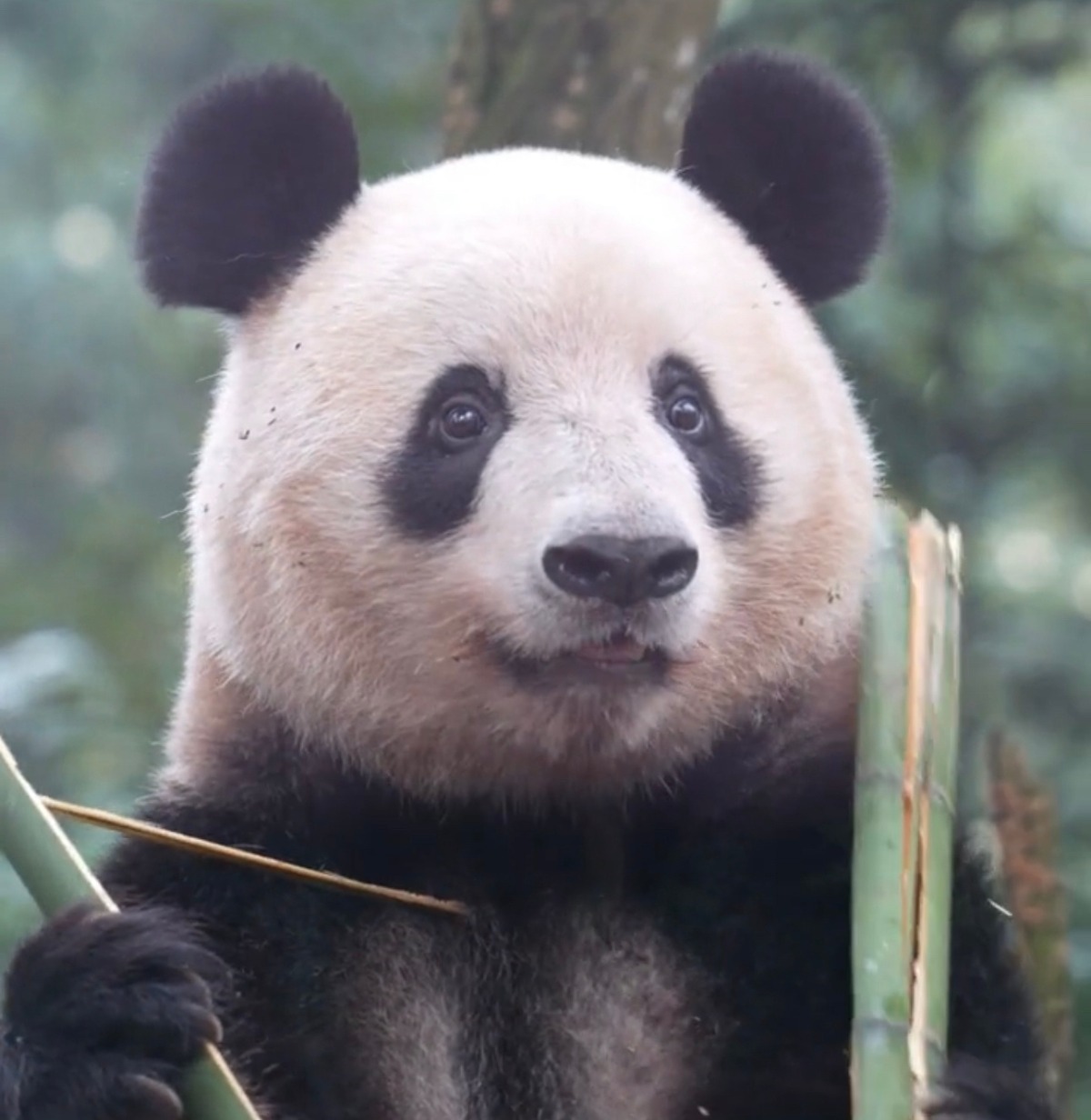 신기하게 국적(?)이 보이는 판다들 | 인스티즈