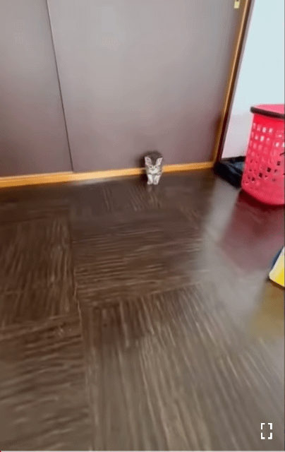 아기 고양이 반응속도😭 | 인스티즈